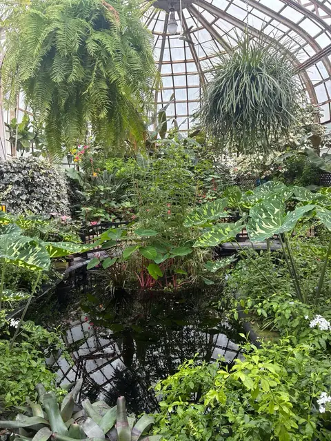 Ferns and tropical plants under the glass dome of a Chicago conservatory